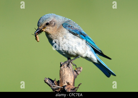 Femmina bluebird di montagna (Sialia currucoides) alimentazione dei giovani in una strada scatola di nido, southern Okanagan Valley, British Columbia Foto Stock