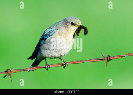 Femmina bluebird di montagna (Sialia currucoides) alimentazione dei giovani in una strada scatola di nido, southern Okanagan Valley, British Columbia Foto Stock