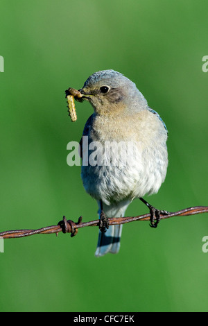 Femmina bluebird di montagna (Sialia currucoides) alimentazione dei giovani in una strada scatola di nido, southern Okanagan Valley, British Columbia Foto Stock