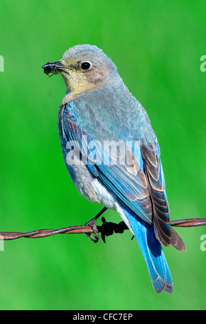 Femmina bluebird di montagna (Sialia currucoides) alimentazione dei giovani in una strada scatola di nido, southern Okanagan Valley, British Columbia Foto Stock