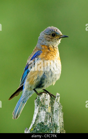 Femmina bluebird occidentale (Sialia mexicana), Sud Okanagan Valley, British Columbia Foto Stock