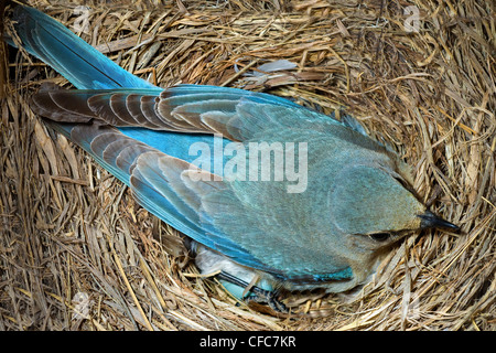 Incubare femmina bluebird di montagna (Sialia currucoides) southern Okanagan Valley, British Columbia, Canada Foto Stock