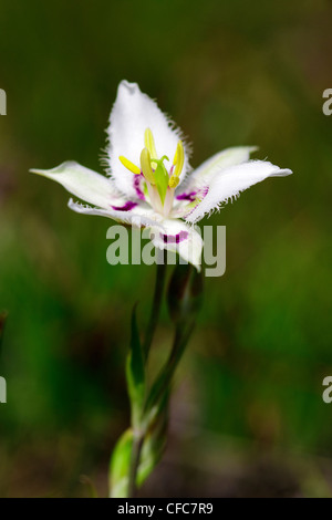 Lyall la mariposa lily (Calochortus lyallii), Sud Okanagan praterie Area Protetta, British Columbia, Canada Foto Stock