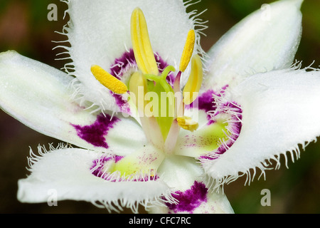 Lyall la mariposa lily (Calochortus lyallii), Sud Okanagan praterie Area Protetta, British Columbia, Canada Foto Stock