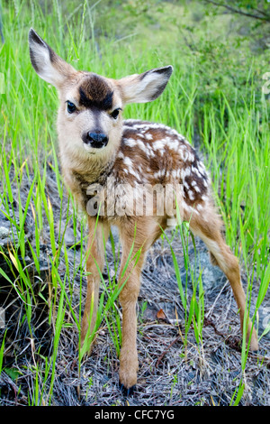 Neonato Mule Deer Fawn (Odocoileus hemionus), Okanagan Valley, sud della British Columbia, Canada Foto Stock