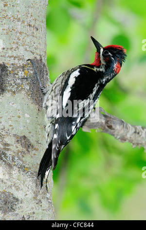 Rosso-naped sapsucker Sphyrapicus nuchalis foraggio Foto Stock