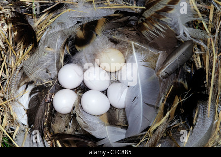 Tree swallow nest (Tachycineta bicolore), Sud Okanagan Valley, British Columbia Foto Stock
