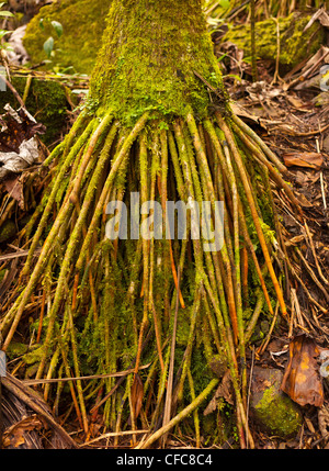 EL YUNQUE NATIONAL FOREST, PUERTO RICO - Palm tree radici nella foresta di pioggia. Foto Stock