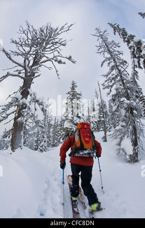 Un giovane uomo di sci alpinismo in Revelstoke Backcountry, BC Foto Stock