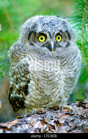 Strillo occidentale-gufo pulcino (Otus kennicotti), Sud Okanagan Valley, British Columbia Foto Stock