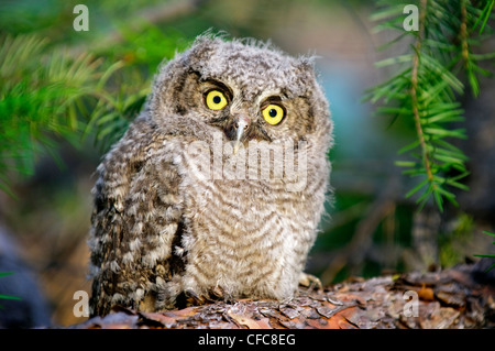 Strillo occidentale-gufo pulcino (Otus kennicotti), Sud Okanagan Valley, British Columbia Foto Stock