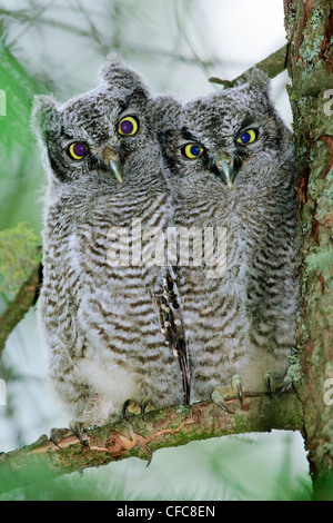 Strillo occidentale-gufo pulcini (Otus kennicotti), Sud Okanagan Valley, British Columbia Foto Stock