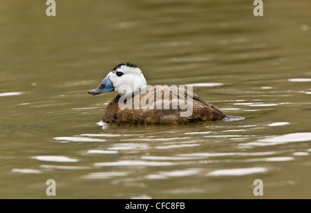 Bianco-guidato Duck, Oxyura leucocephala - maschio adulto in inverno sul lago. Il sud Europa. Foto Stock