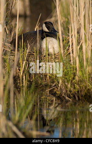 Canada Goose seduta sul suo nido Foto Stock