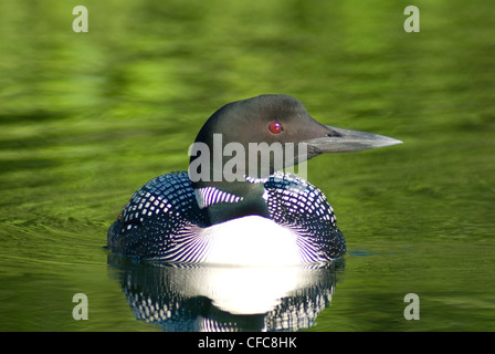 Loon comune (Gavia immer) Foto Stock