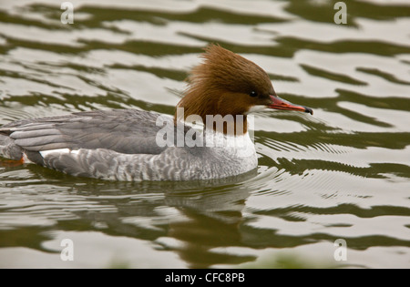 Femmina adulta, smergo maggiore Mergus merganser in eclipse piumaggio, d'inverno. Foto Stock