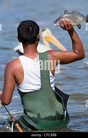 Fisherman circa a gettare i pesci ad una attesa Americano bianco Pellicano. Red River, Lockport, Manitoba, Canada. Foto Stock