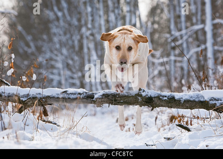 Giallo Labrador Retriever saltando su un albero caduto trunk. Assiniboine foresta, Winnipeg, Manitoba, Canada. Foto Stock