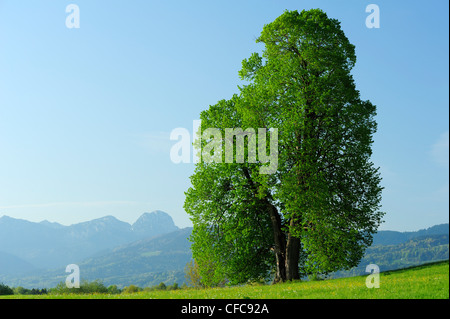 Enorme tiglio nella parte anteriore del Wendelstein, Bad Aibling, Alpi Bavaresi, gamma alta Baviera, Baviera, Germania, Europa Foto Stock