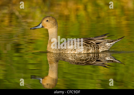 Northern Pintail (Anas acuta) nuoto su un laghetto vicino a Victoria, BC, Canada. Foto Stock