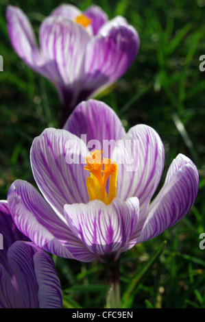 Crochi in St James Park, Londra Foto Stock