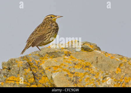 Western Meadowlark (Sturnella neglecta) arroccata su una roccia a Victoria, BC, Canada. Foto Stock