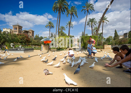 Colombe, Plaza de America, Siviglia, Andalusia, Spagna Foto Stock