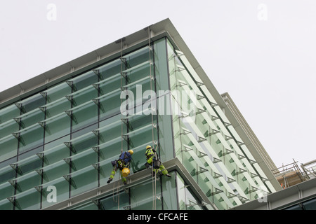 Detergenti per finestre a scalare marcia sono sospesi da funi al di fuori di un edificio alto. Foto Stock