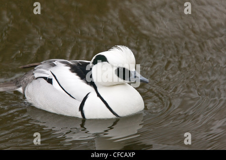 Maschio, Smew Mergellus albellus in allevamento piumaggio, tardo inverno. Norfolk. Foto Stock