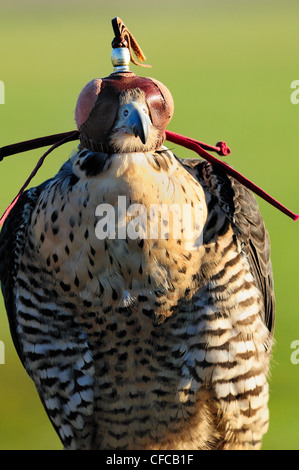 Incappucciati Falco Pellegrino (Falco peregrinus). Captive. Foto Stock