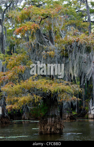 Angiosperme, cipresso calvo, Calvo-cipresso, Baldcypress, Bromeliaceae, Caddo lake, Commelinids, Cupressaceae, Cypress swamp, Diapho Foto Stock