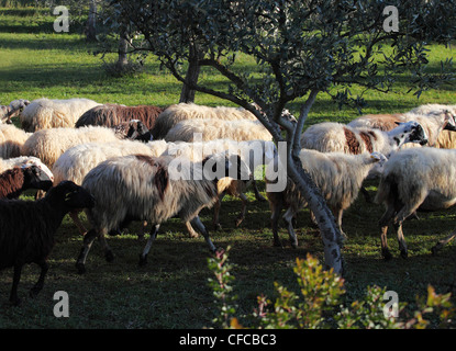 Gregge di pecore vicino a Nauplia, Peloponnes, Grecia Foto Stock