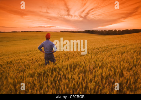 Un uomo si affaccia su di un campo di grano di stagionatura, vicino Treherne, Manitoba, Canada Foto Stock