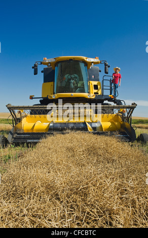 Un agriturismo teenage ragazza sul ponte di una mietitrebbia durante il raccolto di canola, Tiger colline, Manitoba, Canada Foto Stock