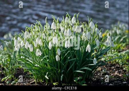 Gruppo di bucaneve in primavera nel giardino botanico di Leiden, Paesi Bassi. Foto Stock