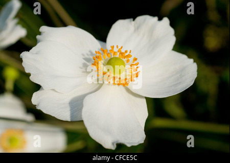 Snowdrop Windflower, Macro prese nel Biesbosch, Paesi Bassi Foto Stock