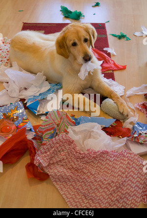 Il Pet Golden Retriever apre presenta durante il periodo di Natale Foto Stock