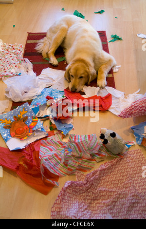 Il Pet Golden Retriever apre presenta durante il periodo di Natale Foto Stock