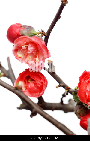 Prugna fiore Foto Stock