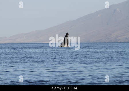 Humpback Whale violare fuori la costa di Maui, Hawaii Foto Stock