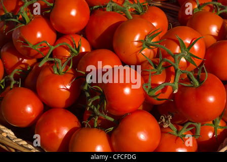 Pomodori pomodoro Foto Stock