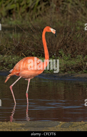 Caraibi FLAMINGO Phoenicopterus ruber Foto Stock