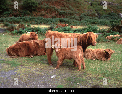Highland bovini dal lato strada sull'Isle Of Mull Foto Stock