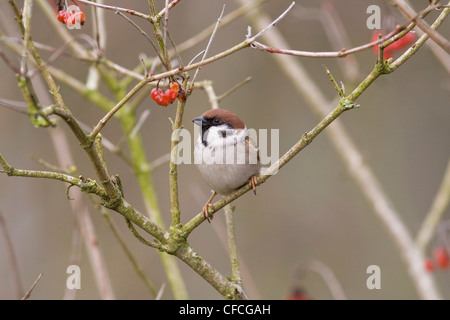 Passera Mattugia Passer montanus appollaiate sul ramo tra bacche rosse Foto Stock