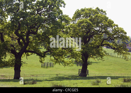 Alberi di quercia molla vicino a Hare Hill Alderley Edge cheshire england Foto Stock