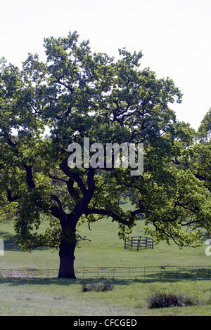 Alberi di quercia molla vicino a Hare Hill Alderley Edge cheshire england Foto Stock