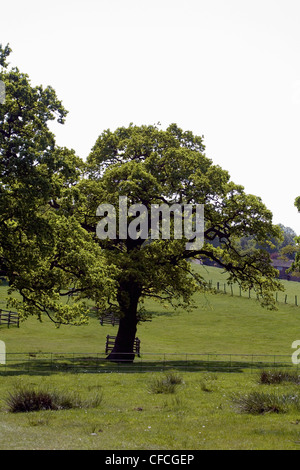 Alberi di quercia molla vicino a Hare Hill Alderley Edge cheshire england Foto Stock