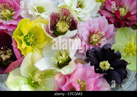 La decorazione floreale di fiori veratro galleggiante sull'acqua in un recipiente di vetro Foto Stock