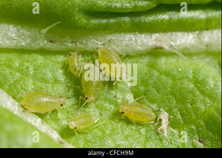 Green Peach afidi Foto Stock