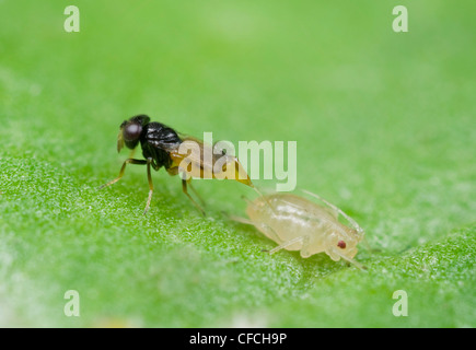 Wasp parassita la posa di un uovo in un verde afide del Pesco Foto Stock